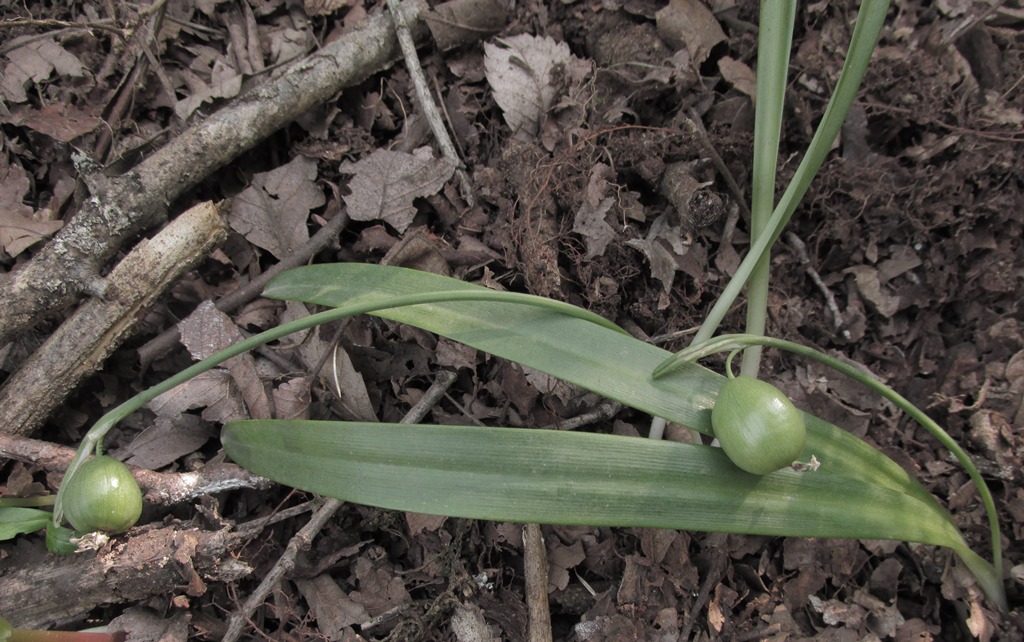 Изображение особи Galanthus transcaucasicus.