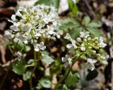 Pachyphragma macrophyllum. Соцветия. Краснодарский край, окрестности Большой Азишской пещеры. 28.04.2013.