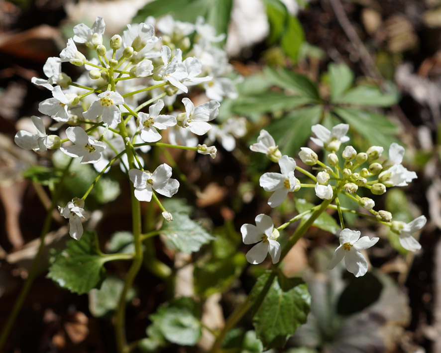 Изображение особи Pachyphragma macrophyllum.