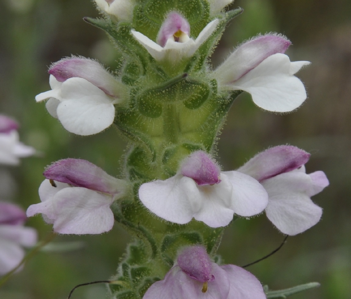 Image of Bellardia trixago specimen.