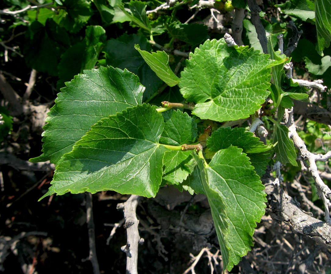 Image of Morus nigra specimen.