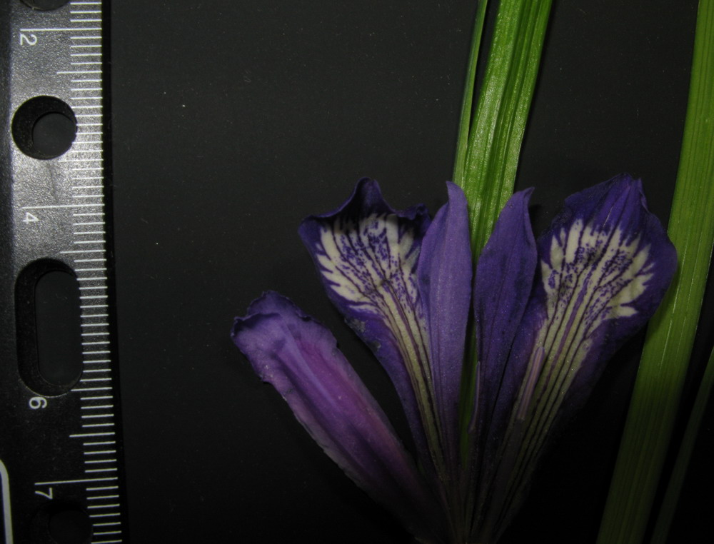 Изображение особи Iris ruthenica.