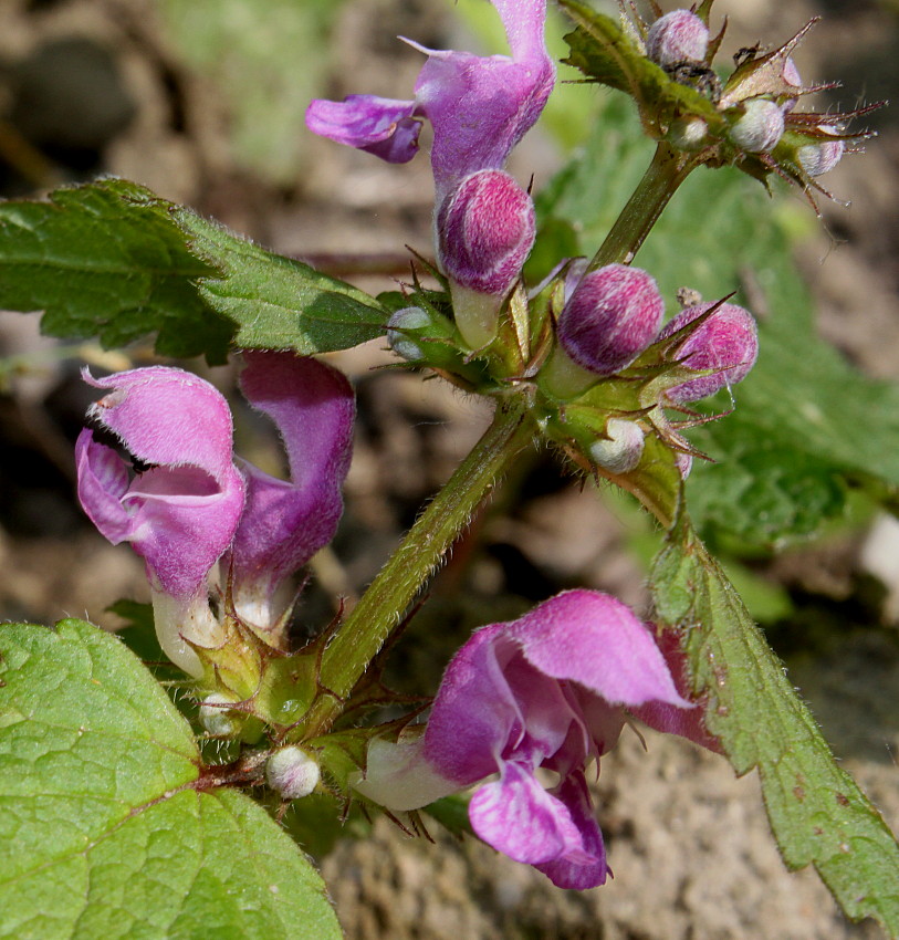 Image of Lamium maculatum specimen.