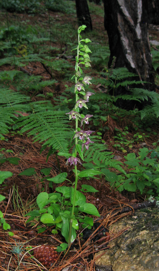 Image of Epipactis distans specimen.