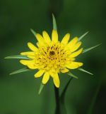 genus Tragopogon