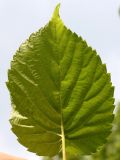 Davidia involucrata variety vilmoriniana. Лист (нижняя сторона). Германия, г. Дюссельдорф, Ботанический сад университета. 02.06.2014.