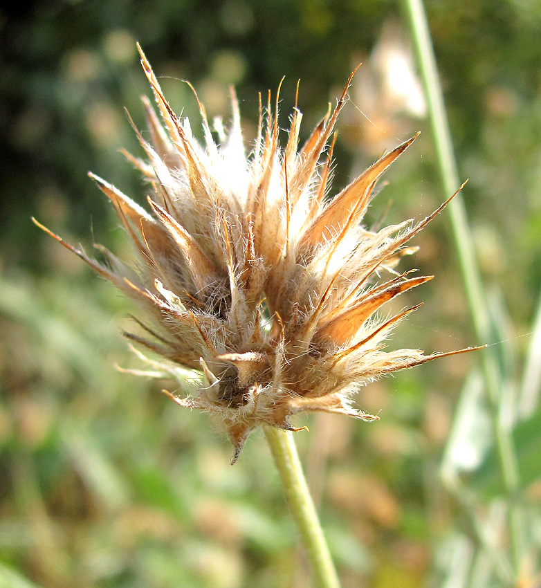 Image of Psoralea bituminosa ssp. pontica specimen.