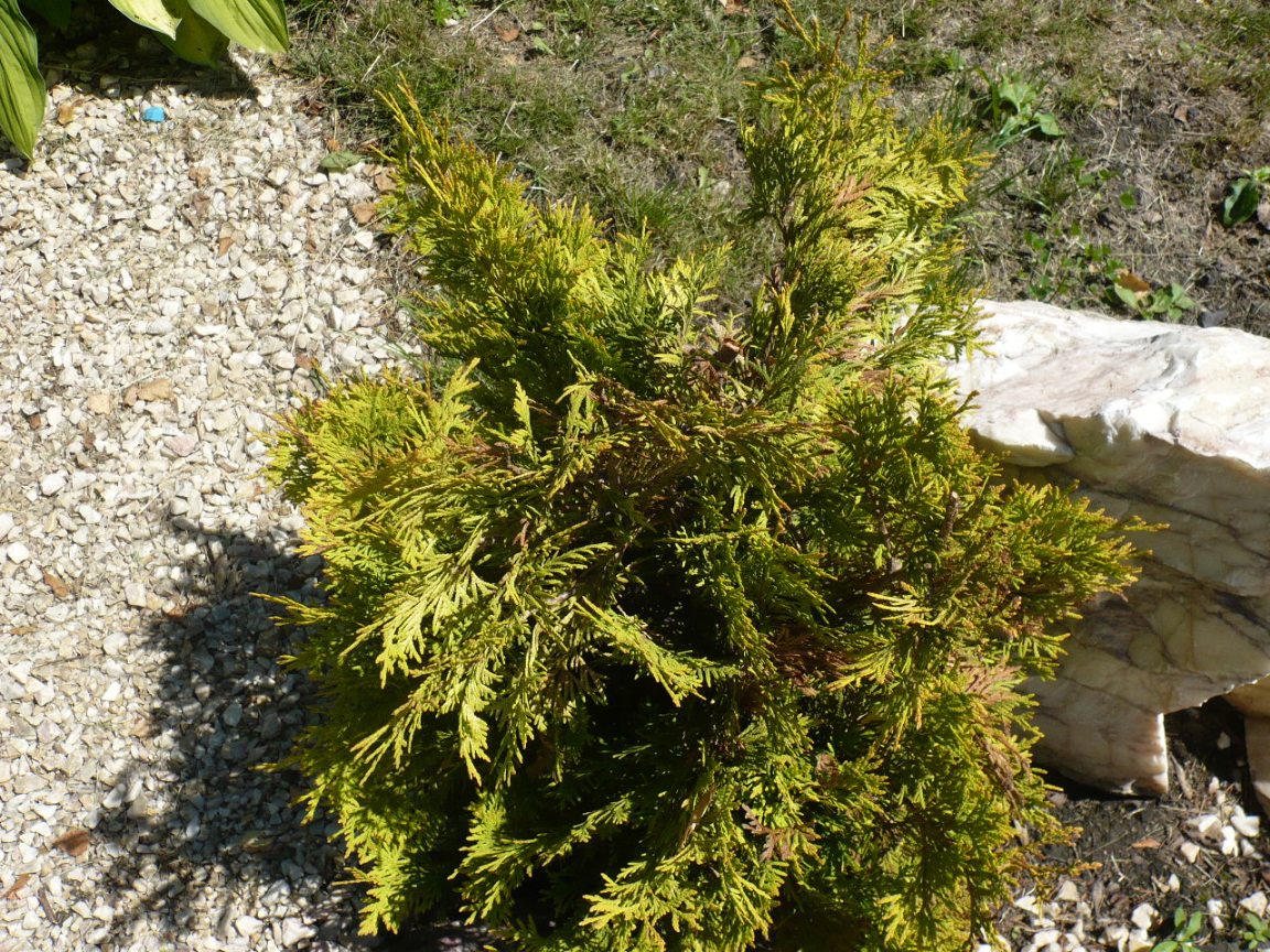 Изображение особи Thuja occidentalis.