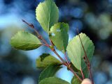 Betula subarctica