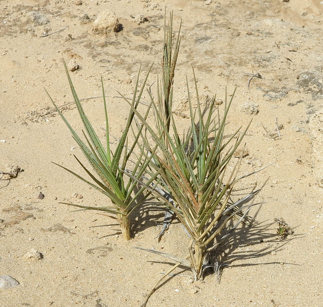 Image of Sporobolus pungens specimen.