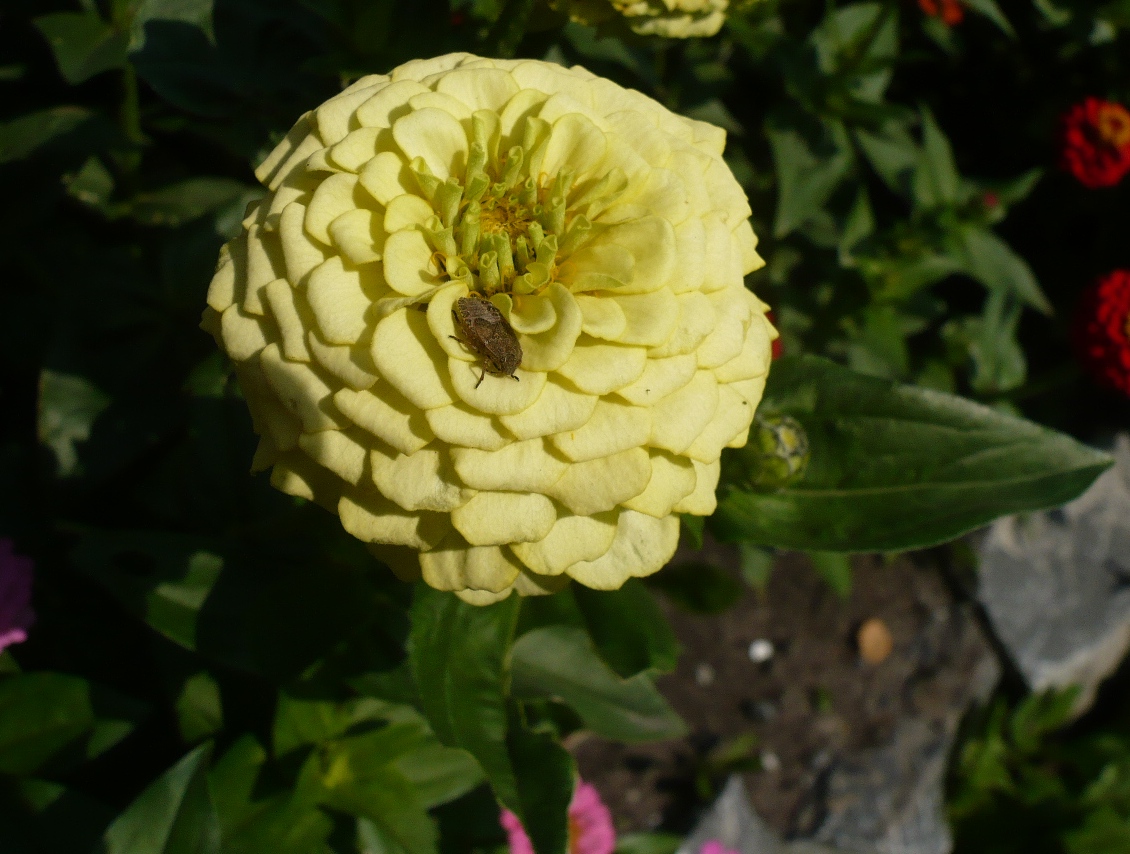 Image of Zinnia elegans specimen.