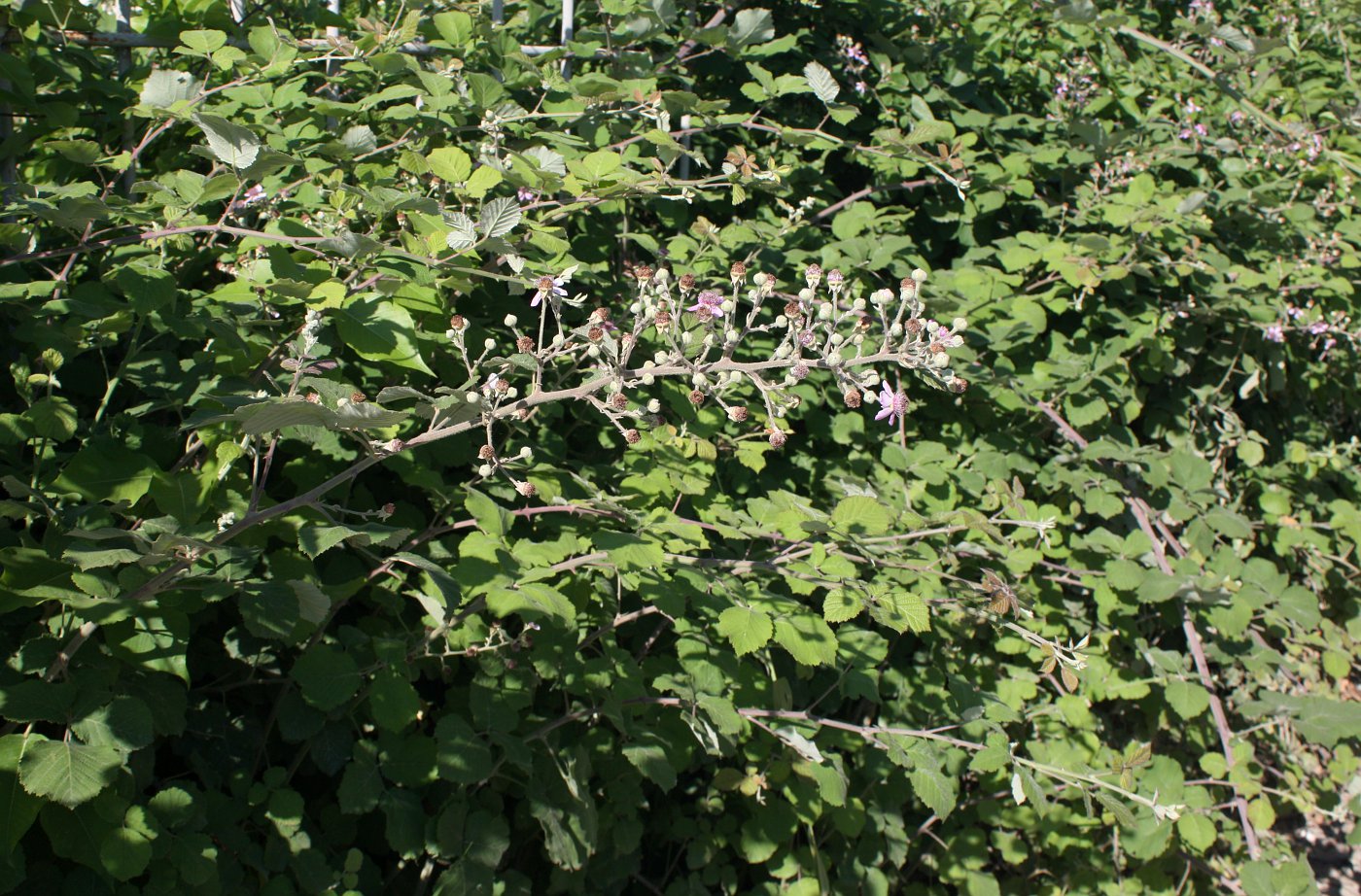 Изображение особи Rubus sanctus.
