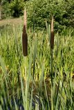 Typha latifolia