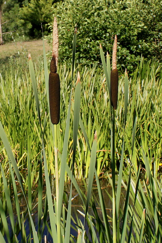 Image of Typha latifolia specimen.