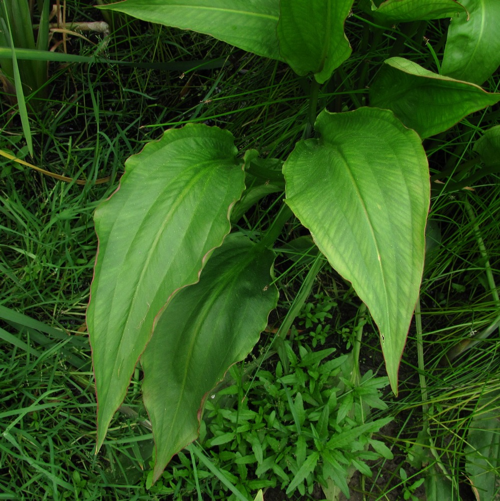 Image of Alisma × rhicnocarpum specimen.