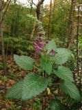 Scutellaria columnae. Верхушка цветущего растения (в правой части снимка видно высохшее соцветие с остатками чашечек и осыпающимися плодами). Нидерланды, провинция Noord-Holland, Amstelveen, ландшафтный парк Dr. Jac. P. Thijssepark. 31 октября 2009 г.