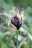 Carex pachystylis