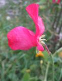 Lathyrus odoratus