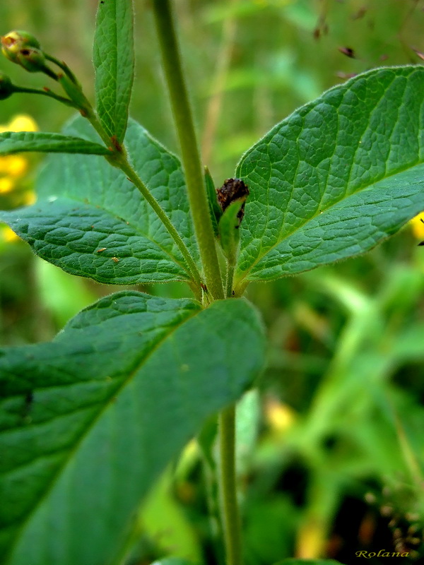 Изображение особи Lysimachia vulgaris.