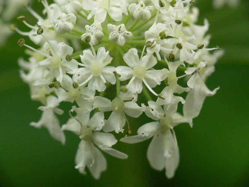 Изображение особи Heracleum lanatum.