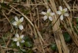 Coptis trifolia. Цветки. Камчатский край, Елизовский р-н, природный парк \"Налычево\".