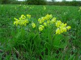 Primula macrocalyx