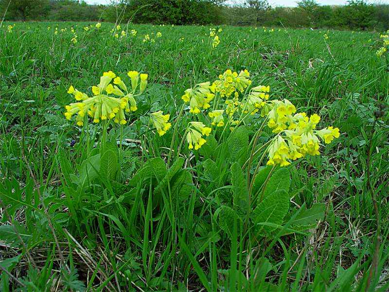 Image of Primula macrocalyx specimen.