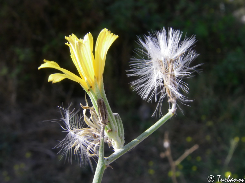 Изображение особи Chondrilla juncea.