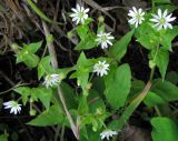 Myosoton aquaticum