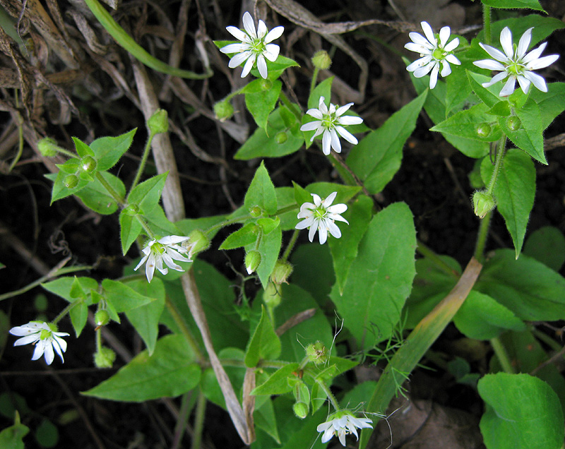 Изображение особи Myosoton aquaticum.