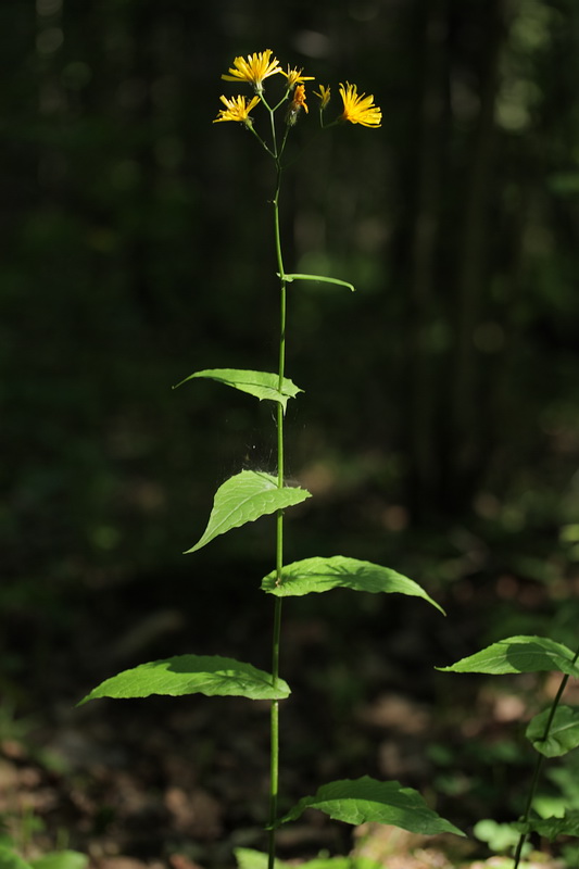 Image of Crepis paludosa specimen.