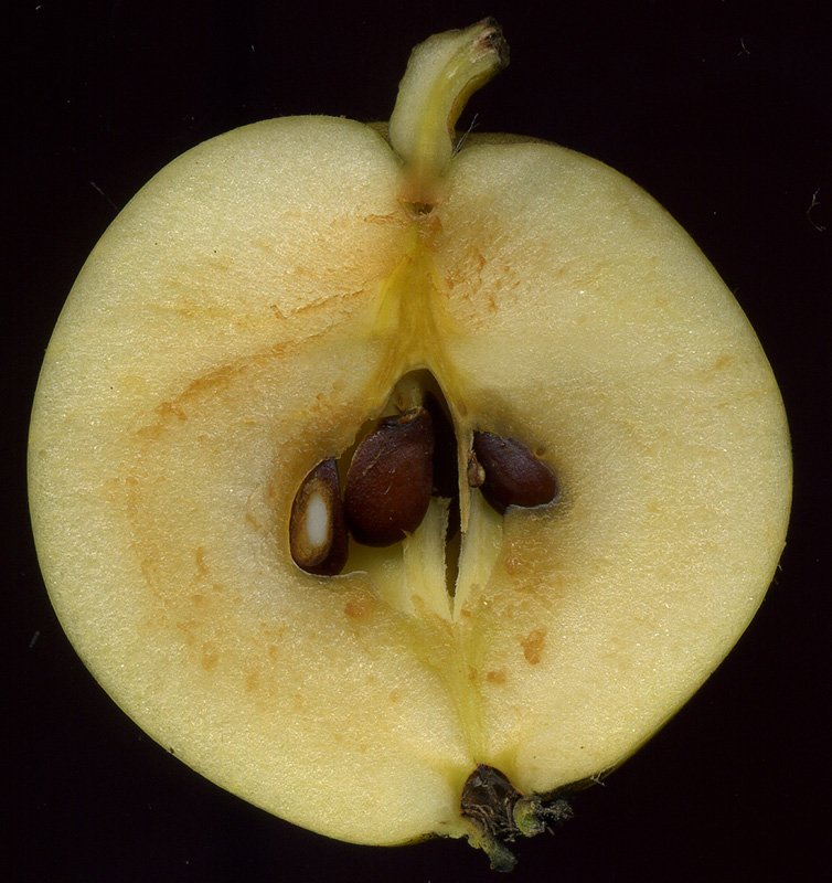 Image of Malus sylvestris specimen.
