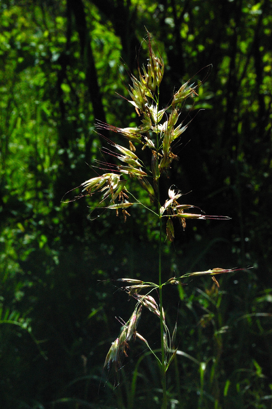 Image of genus Helictotrichon specimen.