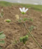 Holosteum umbellatum