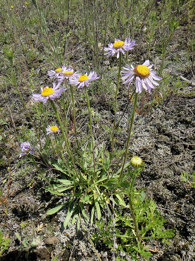 Изображение особи Aster serpentimontanus.