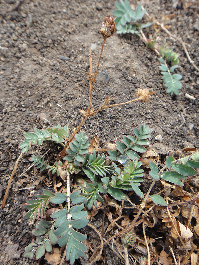 Image of Potentilla bifurca specimen.