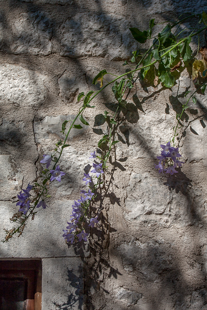 Image of Campanula pyramidalis specimen.