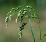Hierochloe odorata. Верхушка растения. Московская обл., Раменский р-н, окр. ж.-д. платформы Хрипань, просека под ЛЭП. 12.05.2015.