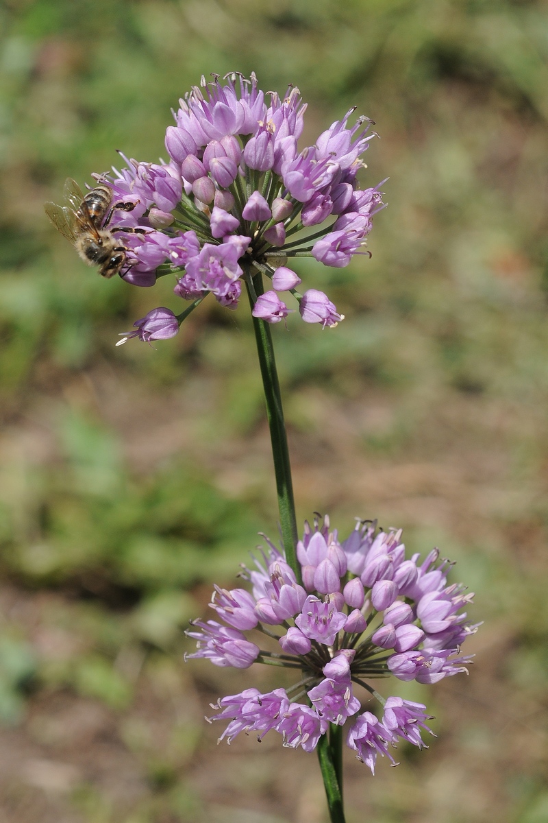 Image of Allium lusitanicum specimen.