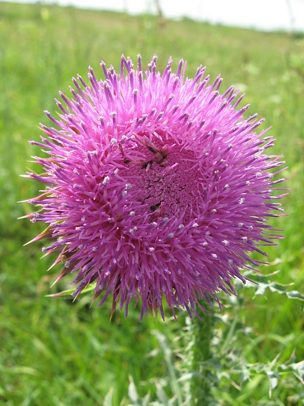 Image of Carduus thoermeri specimen.