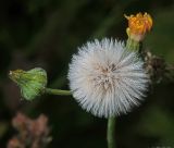 Sonchus oleraceus. Соплодие и нераскрывшееся соцветие в утренней росе. Московская обл., Раменский р-н, окр. дер. Хрипань, садовый участок. 13.09.2015.