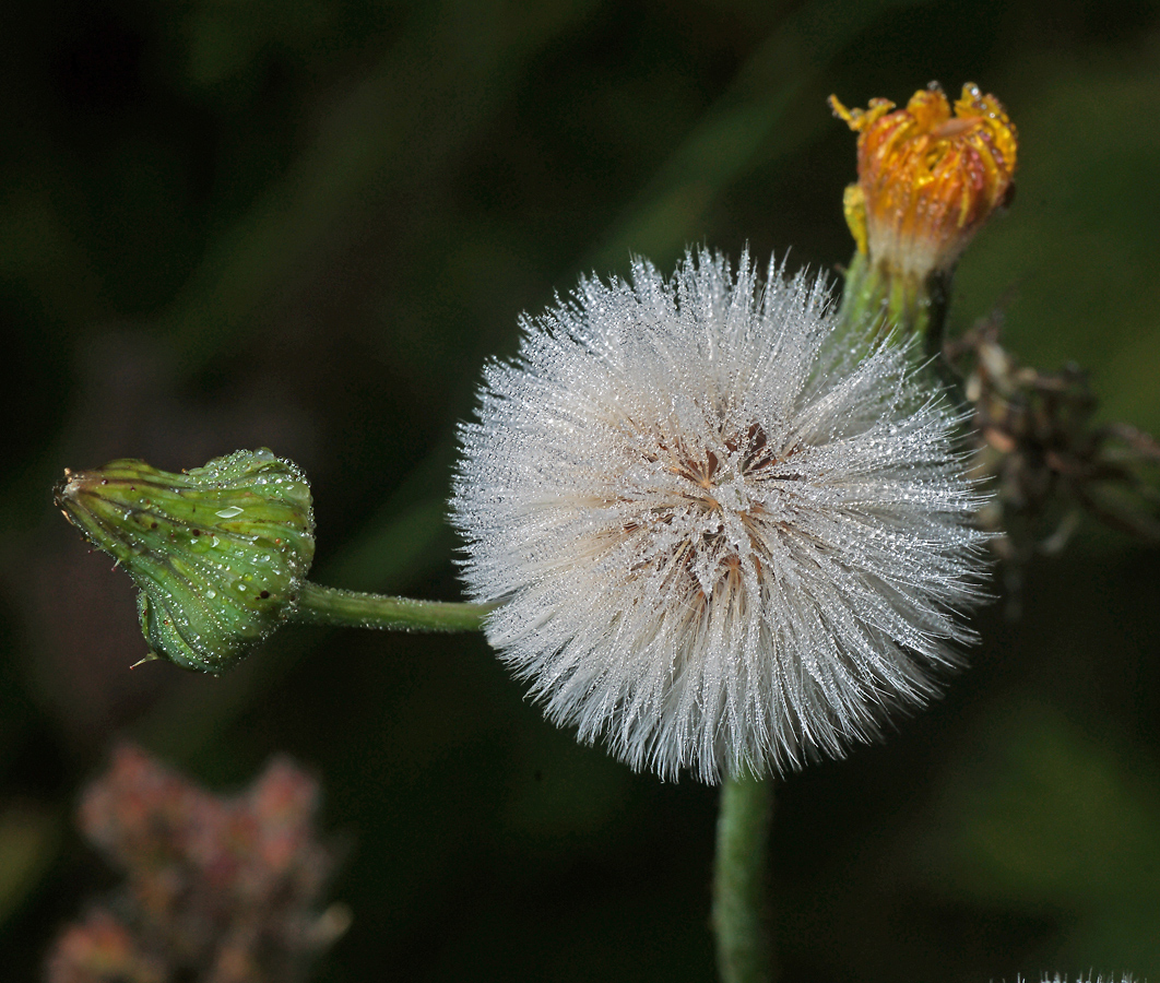 Изображение особи Sonchus oleraceus.