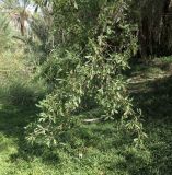 Cordia sinensis