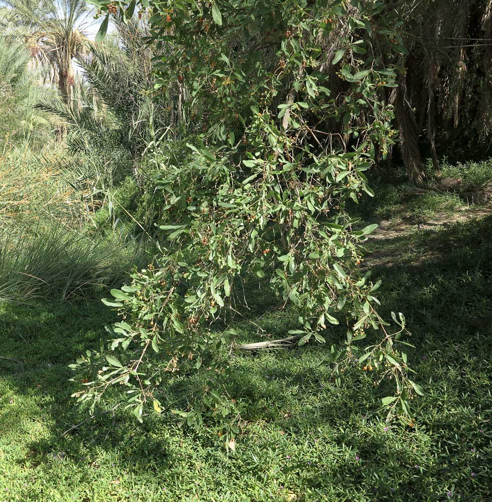 Изображение особи Cordia sinensis.