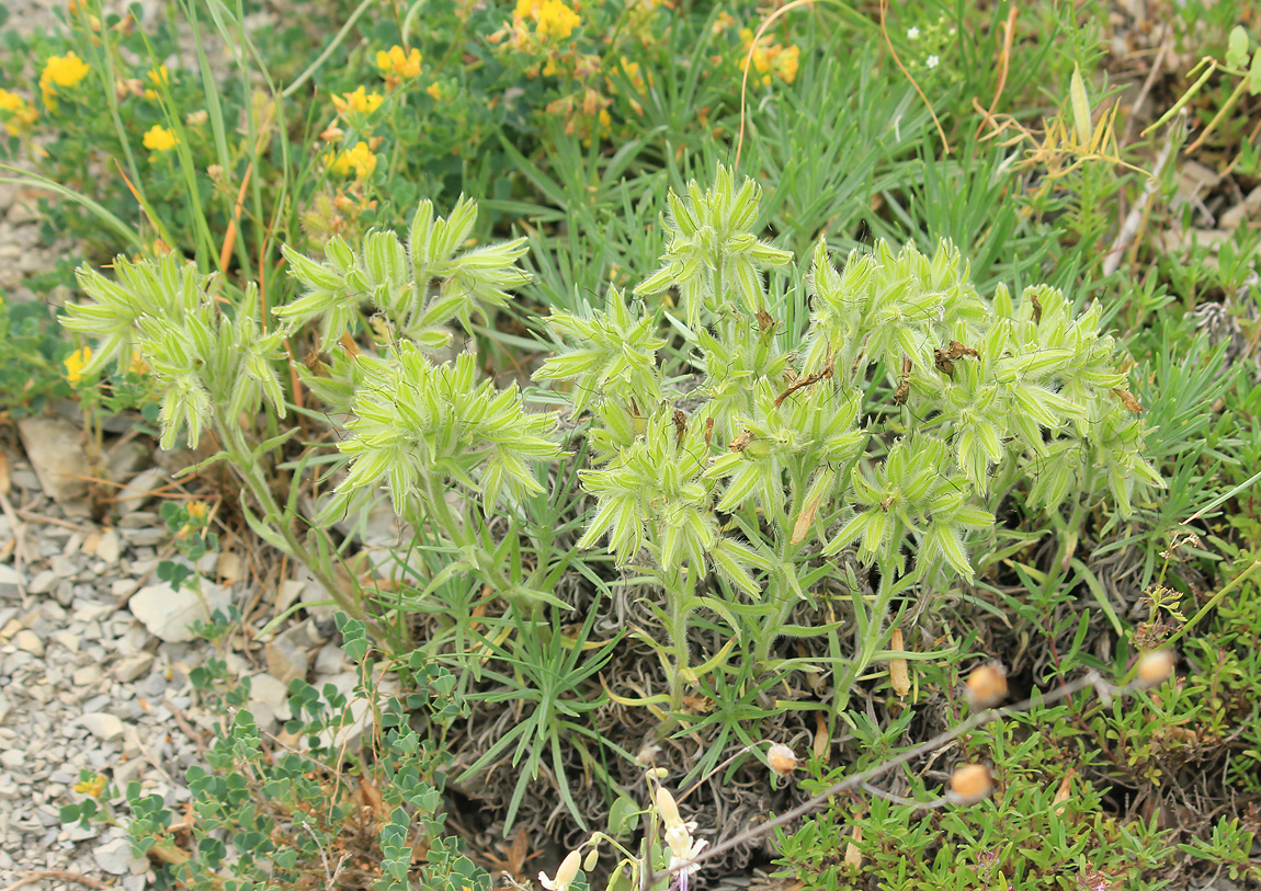 Image of Onosma polyphylla specimen.