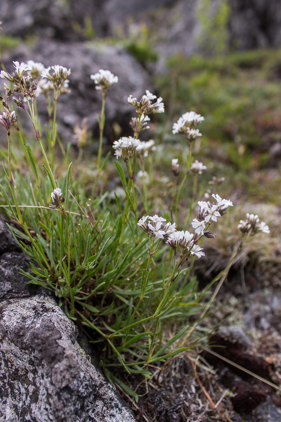 Изображение особи Gypsophila uralensis.