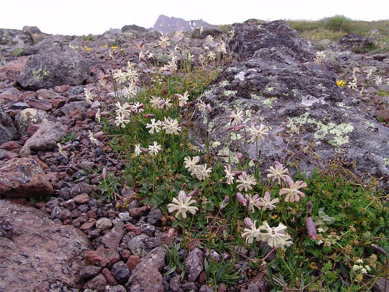 Image of Silene lychnidea specimen.