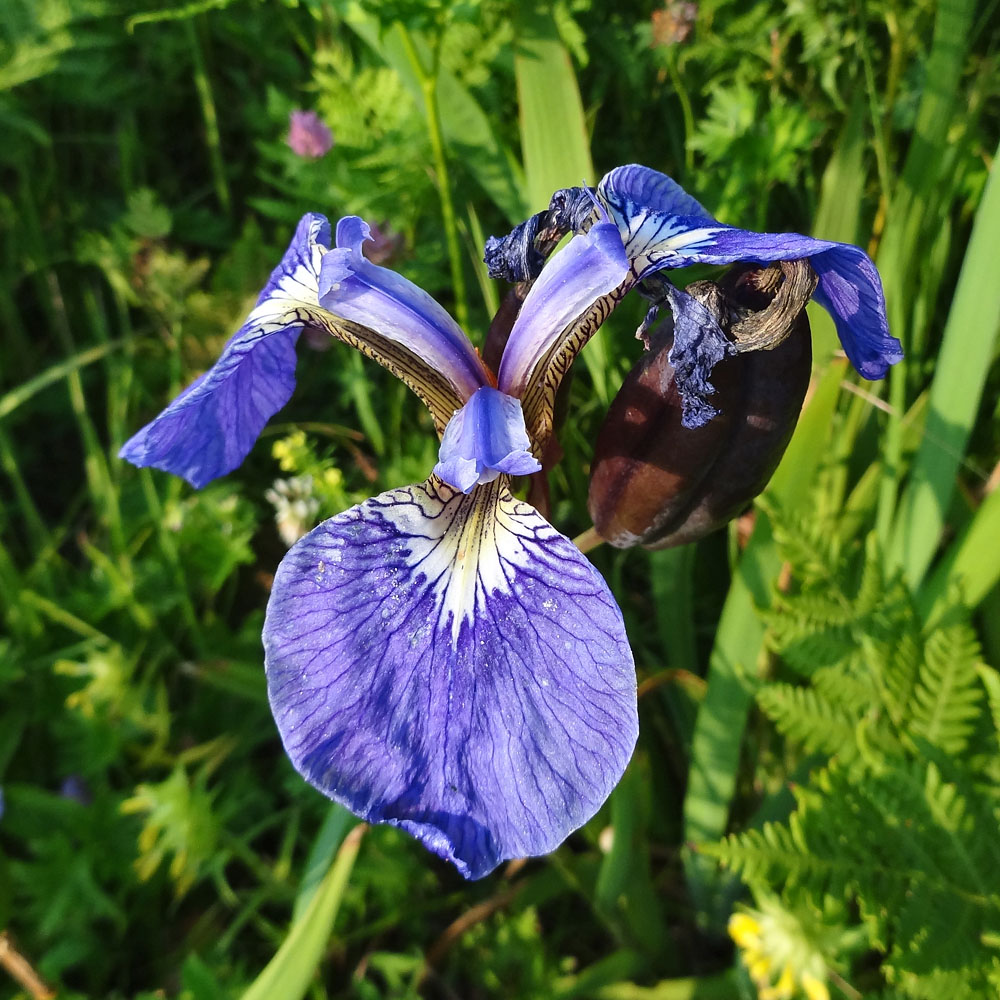 Image of Iris setosa specimen.