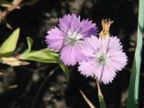 Dianthus versicolor. Цветки. Иркутская обл., Иркутский р-н, левый берег р. Ангара, луг. 22.07.2014.