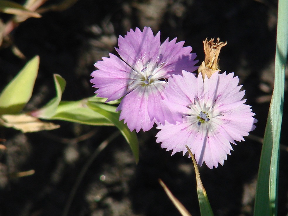 Изображение особи Dianthus versicolor.